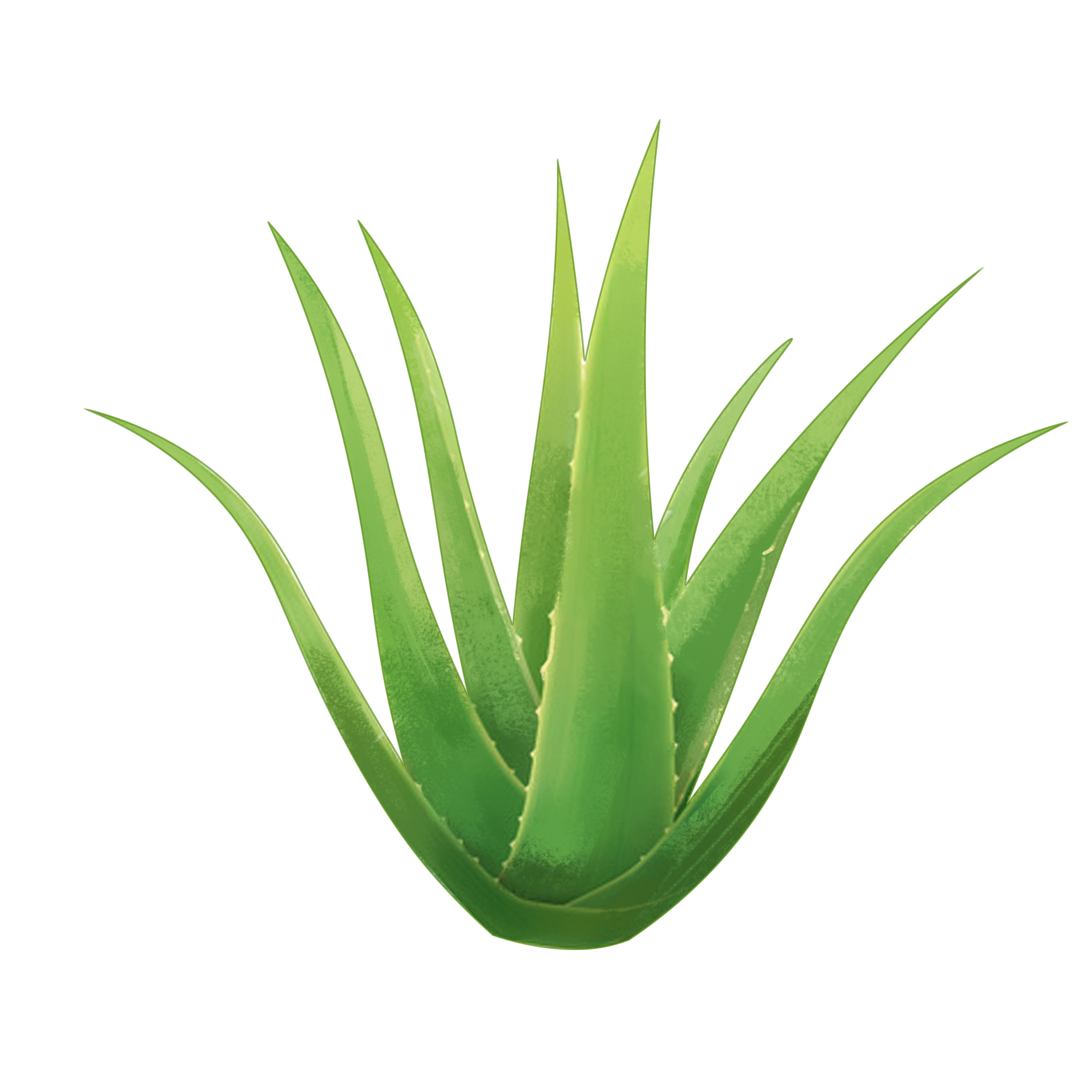 —Pngtree—an aloe realistic style png_4474998